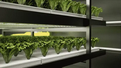 vertical farm render